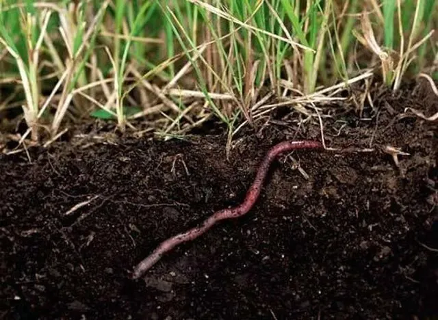 Что будет, если все дождевые черви вымрут? Почему жизнь червяков имеет критическую важность для природы?