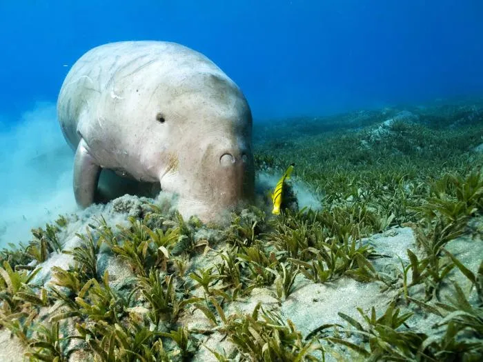 Дюгонь: Ленивый и добрый «подводный пылесос». Как живёт морская корова в дикой природе?