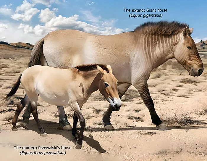 Гигантская лошадь: Конь размером с бизона. Никакая современная лошадь не сравнится с этим видом по габаритам!