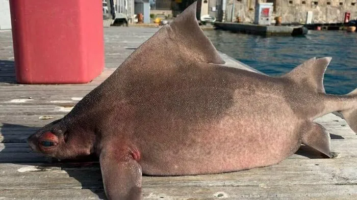 10 необычных фактов об акулах
