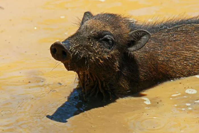 Висайская бородавчатая свинья: Уникальная хрюшка, которая пользуется орудиями труда. Но мы узнали об этом слишком поздно, она вымерла на 96%
