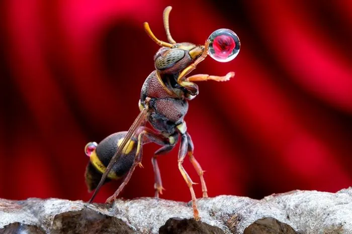Зачем осы надувают водяные пузырики? Оказывается, это важная часть гигиены