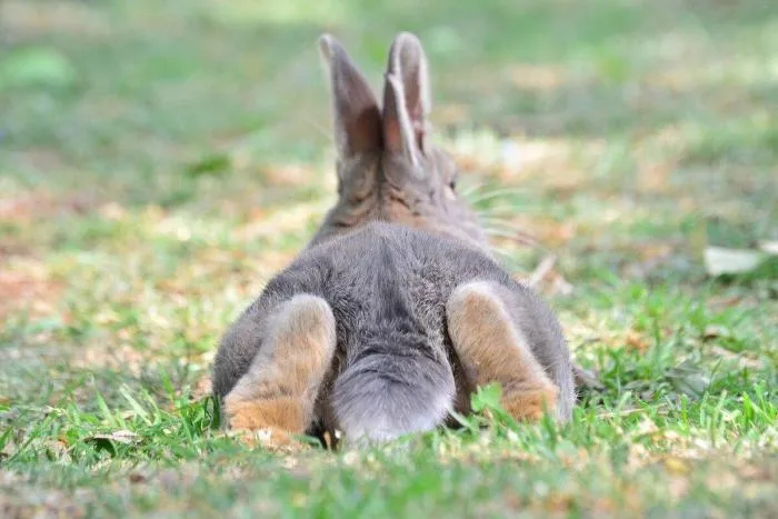 Загадочный хвост кролика. Почему мы очень редко можем заметить его хвост, ведь он довольно длинный