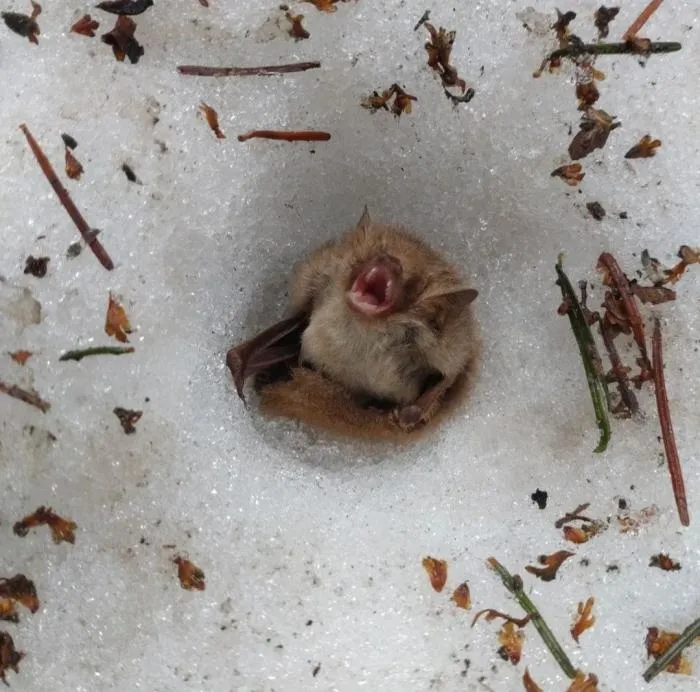 Уссурийский трубконос: Летучая мышь, которая зимует в снегу. Иногда можно наблюдать десятки мышей, которые торчат прямо из сугроба