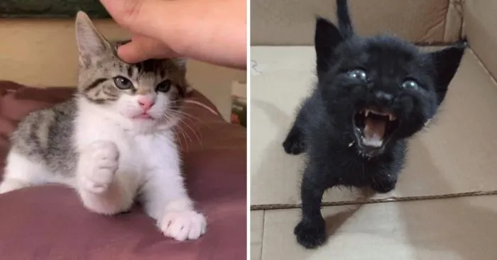 16 маленьких котят, которые выглядят как сдобные пирожочки, сделанные из чистого зла