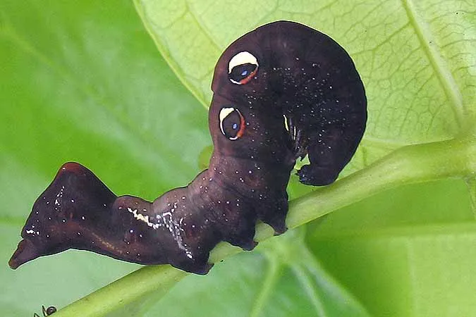 Космическая гусеница. Зачем этому фруктовому обжоре расцветка под Вселенную