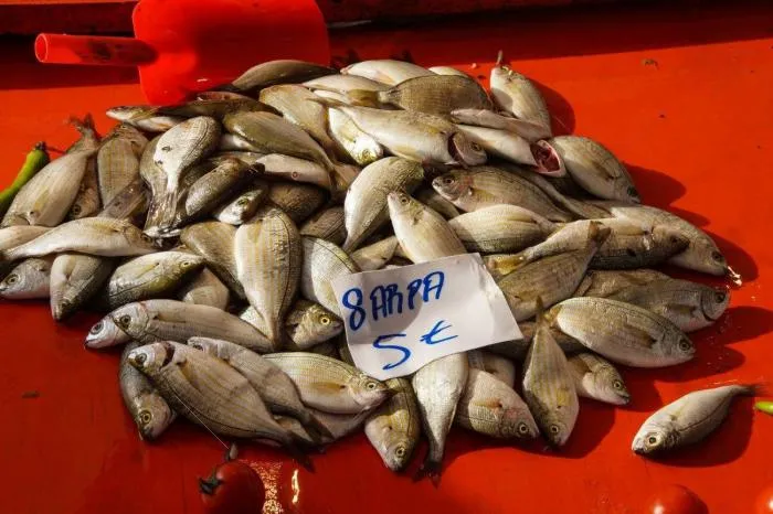 Сарпа: Галлюциногенная рыба. Если её съесть, то опасные галлюцинации могут преследовать человека до 36 часов!