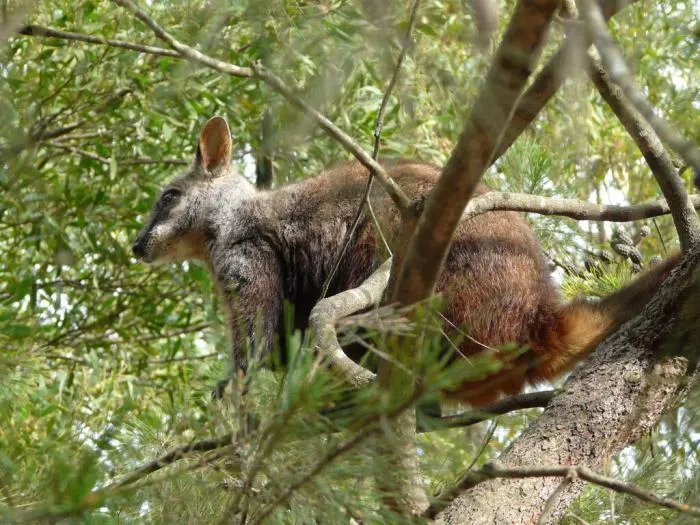 Кистехвостый каменный валлаби: Эти мелкие кенгуру скачут по деревьям не хуже обезьян. Что ещё их отличает от крупных родственников?