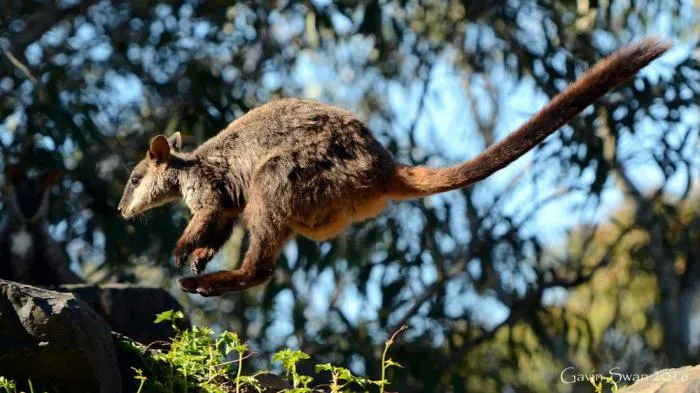 Кистехвостый каменный валлаби: Эти мелкие кенгуру скачут по деревьям не хуже обезьян. Что ещё их отличает от крупных родственников?