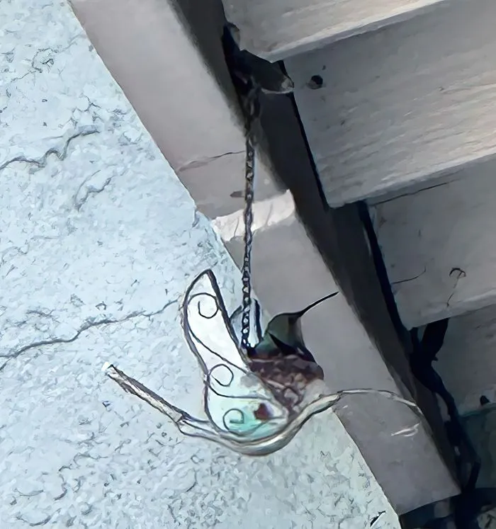 25 птичьих гнёзд в самых неожиданных местах