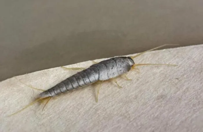 Обыкновенная чешуйница: Часто живёт в наших санузлах. Опасно ли это насекомое, и почему оно заводится?