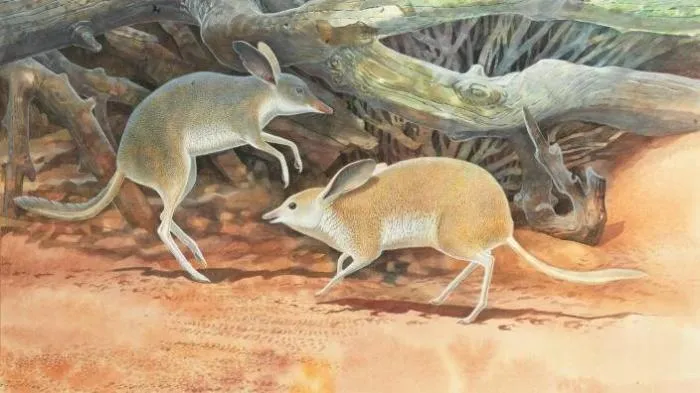 Свиноногий бандикут: Маленькая сумчатая «антилопа». Они отрастили почти настоящие копыта, но приход европейцев на континент их погубил
