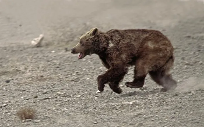 Гобийский медведь: Эти бурые мишки выживают в мёртвой монгольской пустыне. На какие жертвы им пришлось пойти?