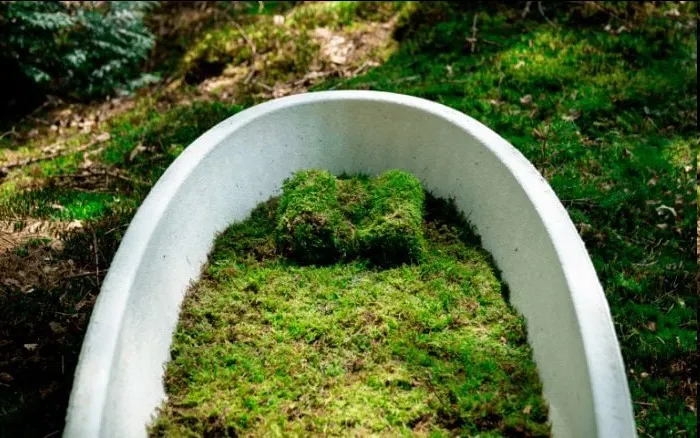 Саркофаги из грибов станут экологичной альтернативой деревянным гробам