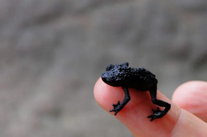 Галечная жаба: Безумные трюки от маленькой жабки. Чтобы спастись от опасности, она кубарем прыгает со скалы