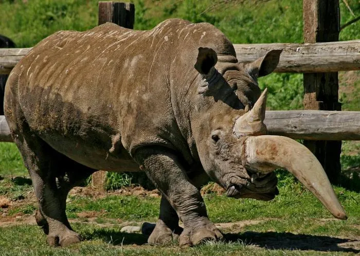 Как носороги используют рога? Защита, красота и добыча пищи — всё завязано на одном органе