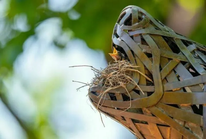 15 раз, когда птицы свили свои гнезда в самых неподходящих местах