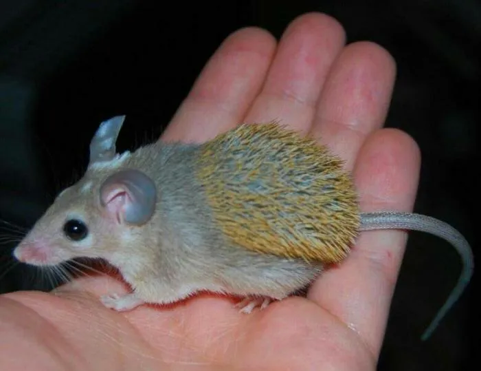 Иглистая мышь: Сбрасывает до 60% кожи и восстанавливает её обратно! Удивительный зверь способен восстанавливать даже спинной и головной мозг