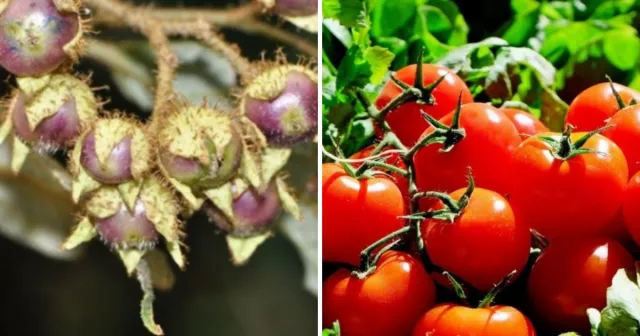 Как выглядели фрукты и овощи до того, как человек изменил их с помощью селекции