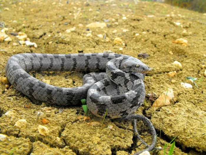 Неядовитые змеи России: Расскажем вам про всех змей, которых НЕ стоит бояться!
