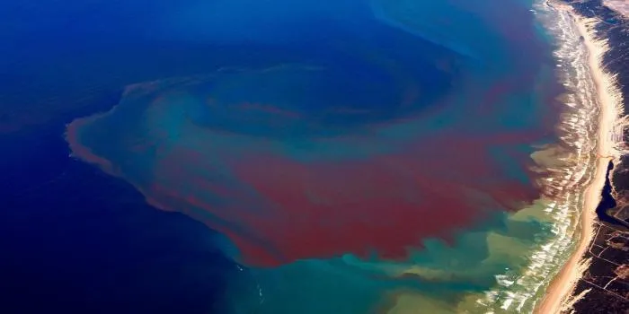 Красный прилив: Это зловещее явление всё чаще происходит в мировом океане. В чём опасность «красных вод»?