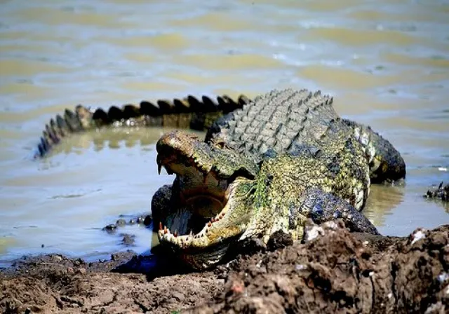 Магер: Эти крокодилы активно используют палки для охоты. Неужели рептилии могут овладеть инструментами?