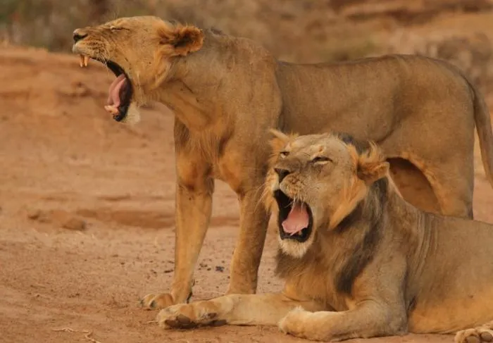 Безгривые львы: Лысый король. Почему эта популяция львов решила отказаться от гривы?