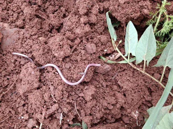 Обыкновенная слепозмейка: Маленькая добрая змея юга России. Её легко спутать с дождевым червём