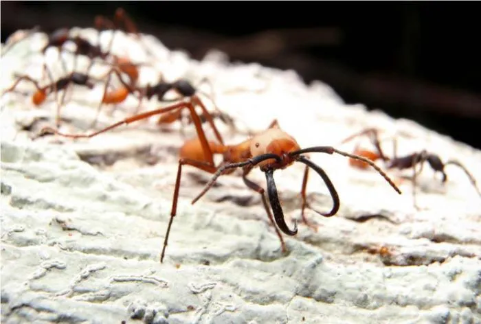 Могут ли паразиты приносить пользу хозяину? Какие хорошие вещи делают вредители-паразиты?