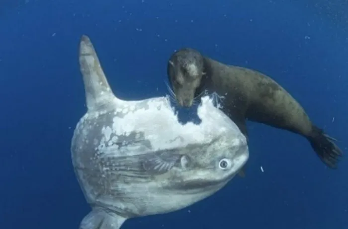 Самое страдающее животное океана. 5 интересных фактов про рыбу-луну