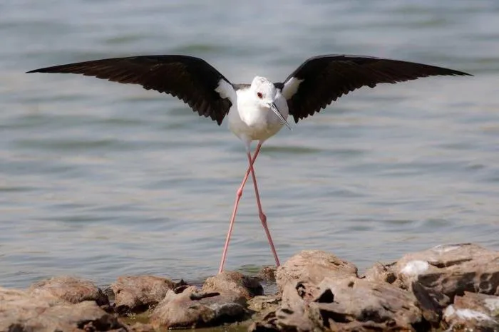 Ходулочник: У этой птицы настолько длинные ноги, что она почти не садится. Потому что для неё это опасно!