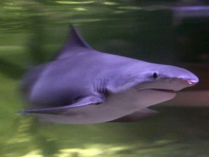 Обыкновенная серая акула: Эта хищница живёт в обычных пресных реках. В Австралии опять всё наоборот!