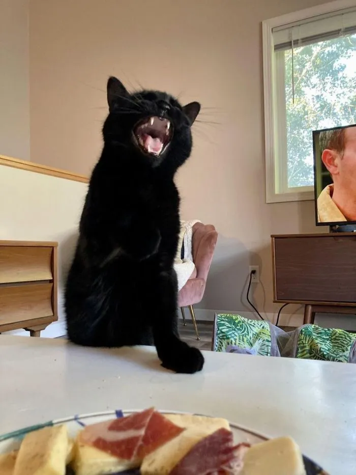 16 эмоциональных кричащих котов