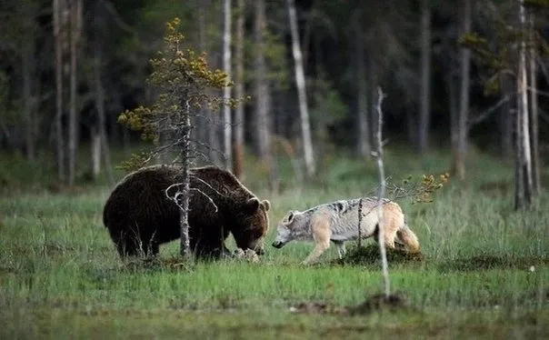 Фотограф из Финляндии запечатлел редчайший пример дружбы между животными