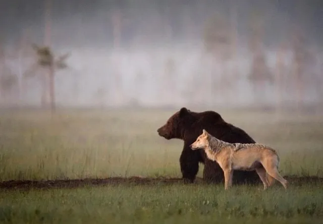 Фотограф из Финляндии запечатлел редчайший пример дружбы между животными