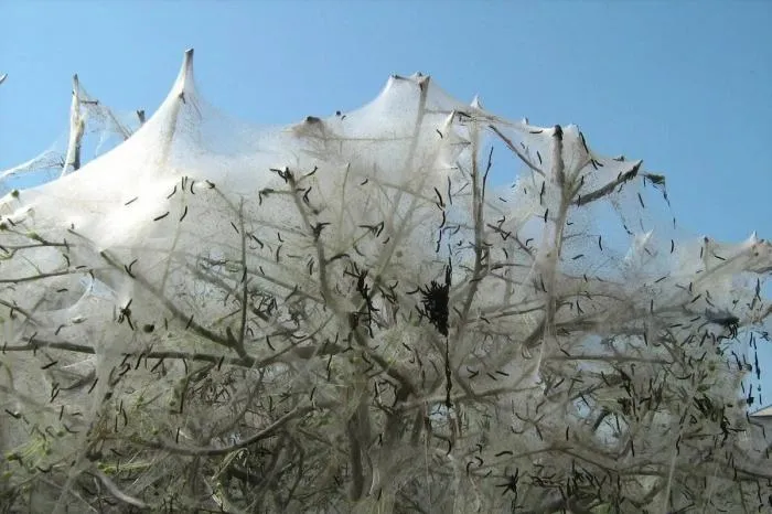 Горностаевая моль: Деревья в десятках российских городов оплетены необычной паутиной. Популяция гусениц вышла из-под контроля