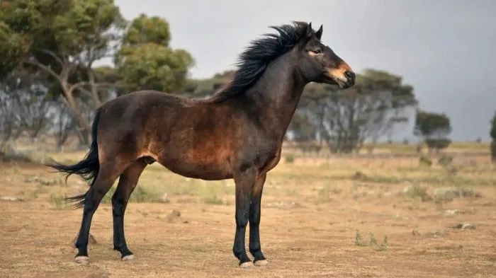 Брамби: Одичавшие кони, которые заполонили всю Австралию. Огромные табуны плодятся сумасшедшими темпами!