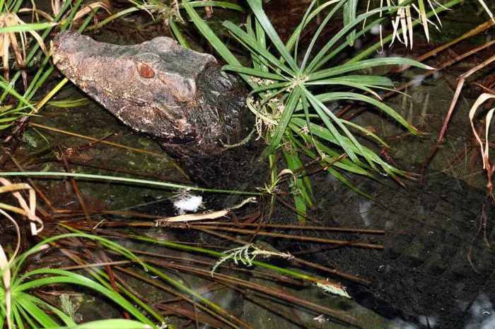 Гладколобый кайман Кювье: Мал, да удал. Он охотится на пираний, чтобы они не расплодились сверх меры