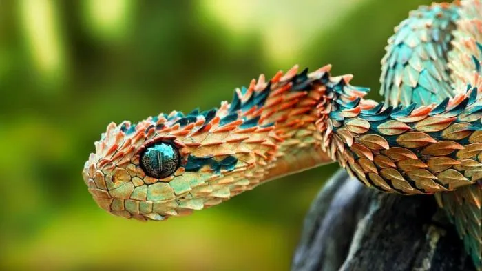 Анализ ДНК показал, как змеи стали безногими и c узким телом