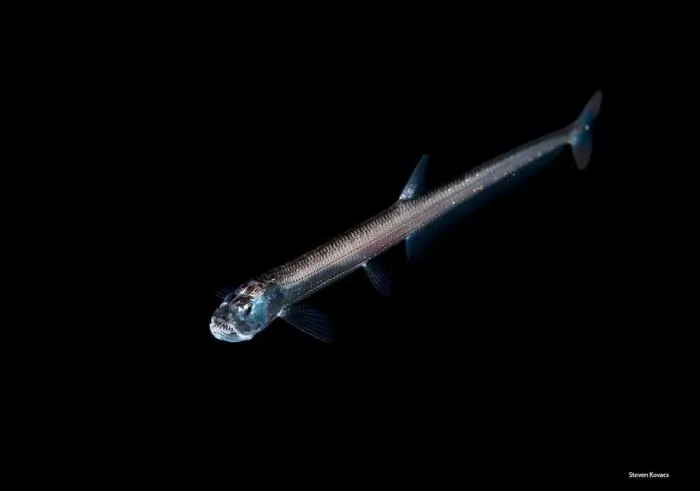 Гоностомовые: Квадриллион особей! 80% глубоководных уловов состоит из этих мрачных существ. Неужели они заполонили весь океан?