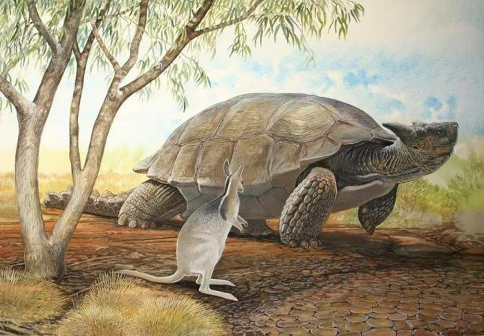 Миолания: Черепаха размером с автомобиль. Последнего такого титана люди истребили всего 2000 лет назад
