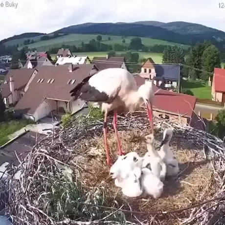 Естественный отбор