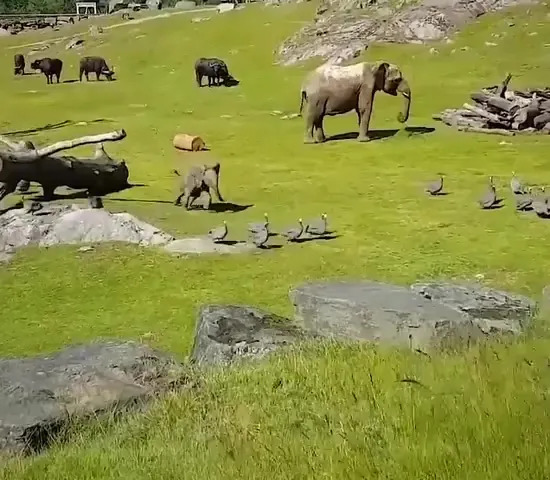 Слоны дурачатся