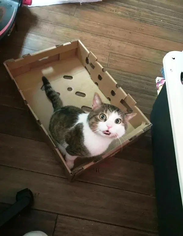 Ловушки для котов | uCrazy.org