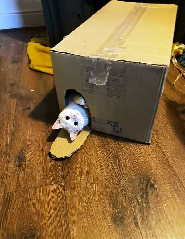 Ловушки для котов