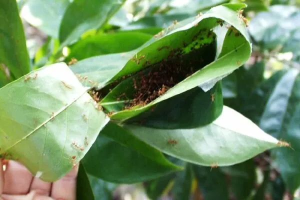 Азиатские муравьи-ткачи: Сшивают листья, чтобы сделать очень странный муравейник. Десятки боевых ульев прямо на деревьях!