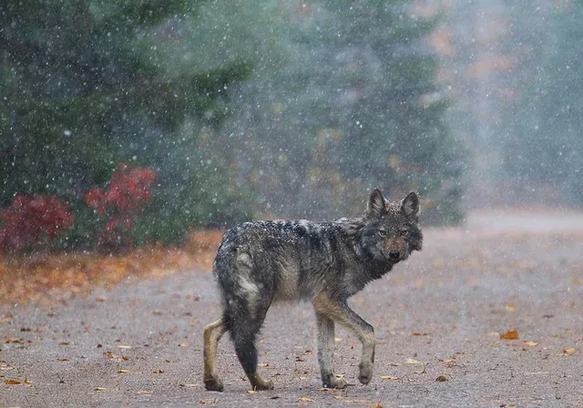Восточный волк: Гибриды койотов и волков породили новых хищников. Отличаются ли они от обычных серых охотников?