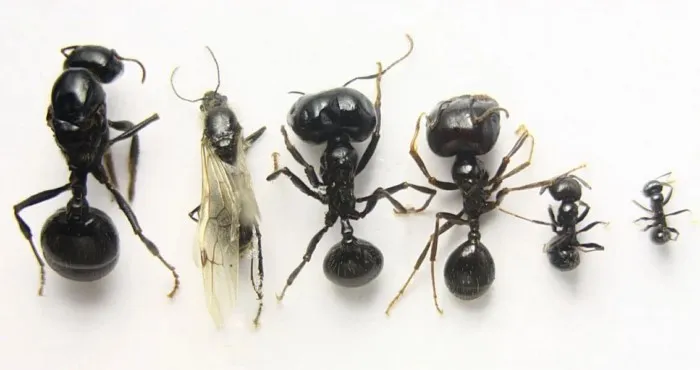 Лёт муравьёв: Нюансов больше, чем правил. Почему размножение муравьёв такое сложное?