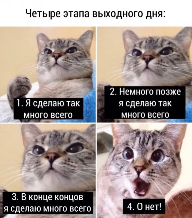Подборка забавных и смешных котиков, которые хотят ласки