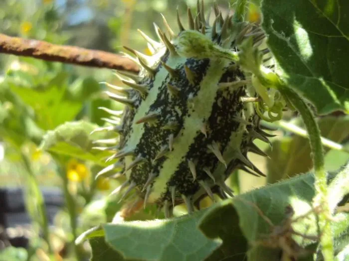 Почему помидор называется «помидор», а огурец – «огурец»?